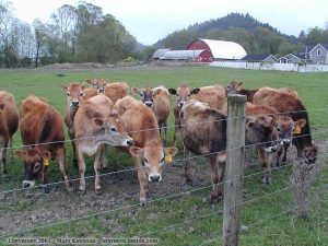 Ferndale cows