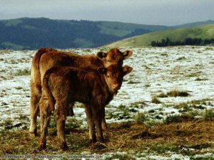 Cows in the snow