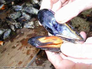 Mussels