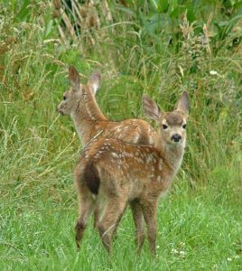 Deer twins