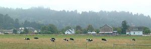 Cows in Ferndale