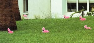 Flamingos