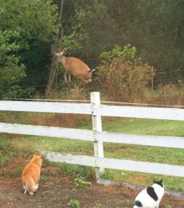 Galen & Ricky deer hunting