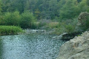 Honeydew Watering Hole