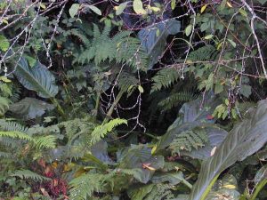 William's Creek spring