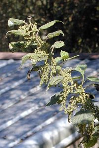 Stinging Nettle