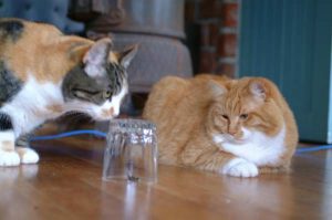 Ricky, and Meg