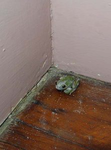 Frog in the house