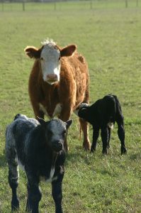 Cows
