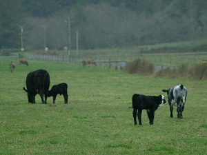 Cows