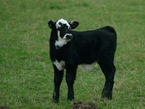 Calf