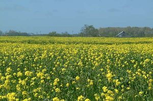 Mustard fields