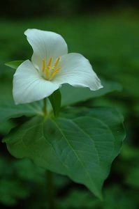 Trillium