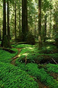 Humboldt Redwoods