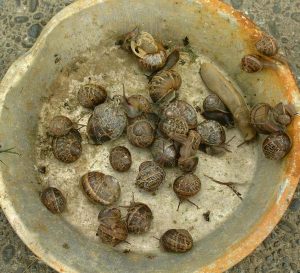 Snail collecting