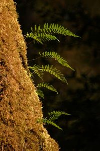 Tree Fern