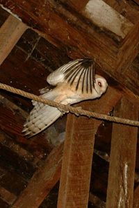 Barn Owl