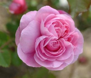 Gertrude Jekyll Rose