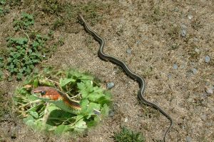 Garter Snake