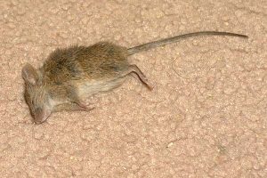 Dead mice