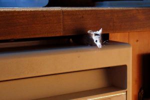 Mouse in the house