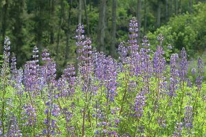 Lupines