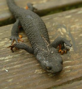 Salamander
