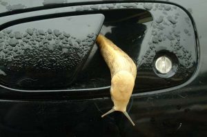Stupid Slug