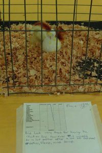 Poultry Contest