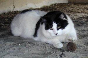 Galen playing with a mouse