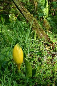 Skunk Cabbage