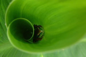 Frog in the canna