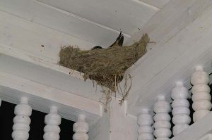 Bird nest on porch