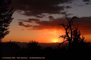Bristlecone Sunset