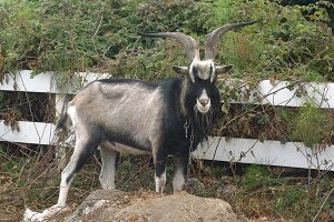 Billy Goat