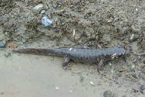 Coastal Salamander