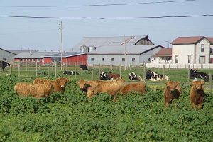 Scottish Highland cows