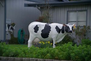 Fiberglass cow