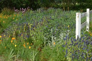 Cerinthe and Poppies