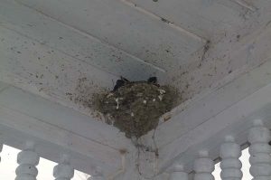 Bird nest on porch