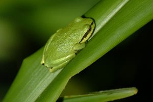 Pacific Tree Frog