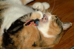 Meg on catnip
