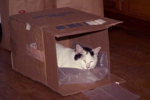 Artie in box