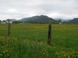 Field of Buttercups