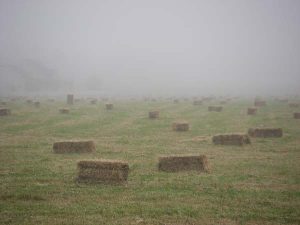 Hay bales
