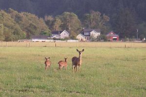 Doe and her fawns