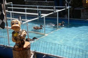 Duck Races