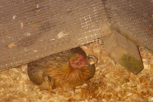 Three headed chicken