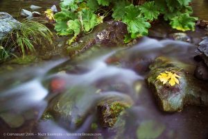 Red Rock, Yellow Leaf
