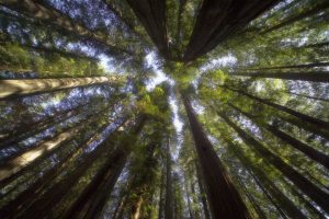 Redwood Trees